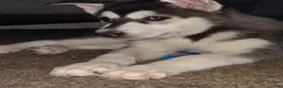 Gerberian Shepsky dogs for sale: Dianna - Ad 2