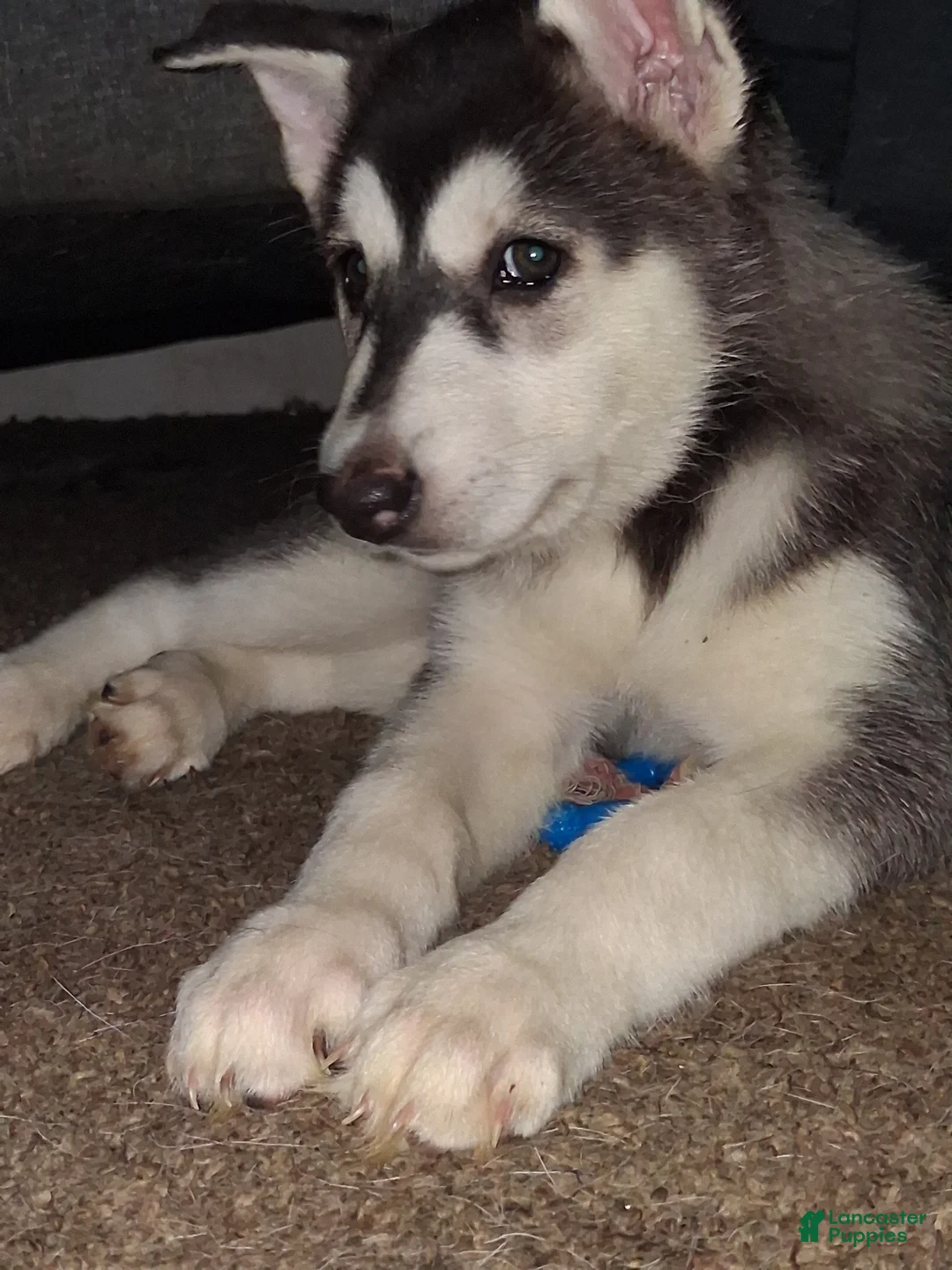 Gerberian Shepsky dogs for sale: Dianna - Ad 2