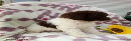 Miniature Poodle dogs for sale: Remi - Ad 9