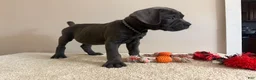 Cane Corso dogs for sale: Ghost  - Ad 5
