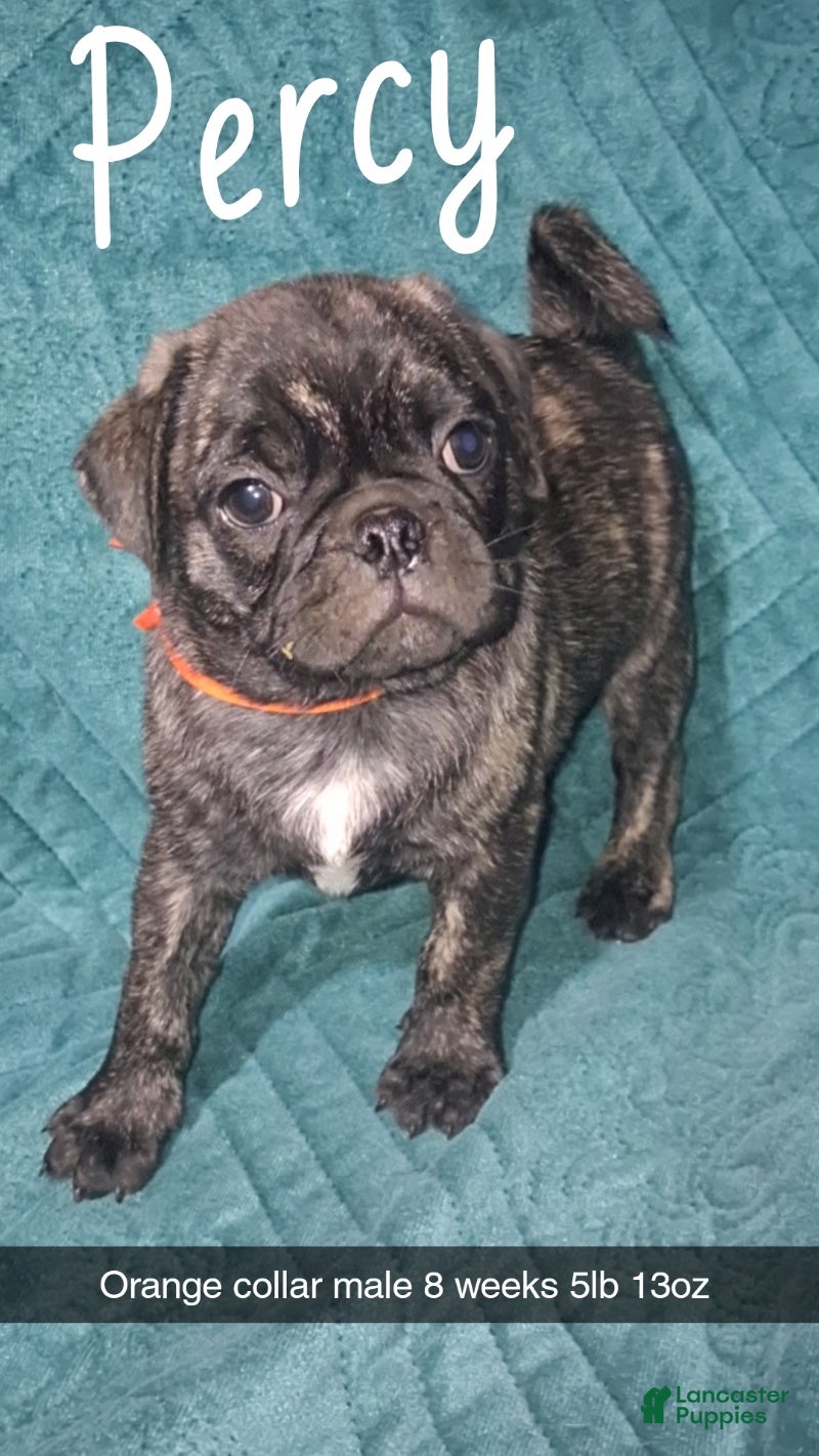 Pug dogs Percy - Ad 4