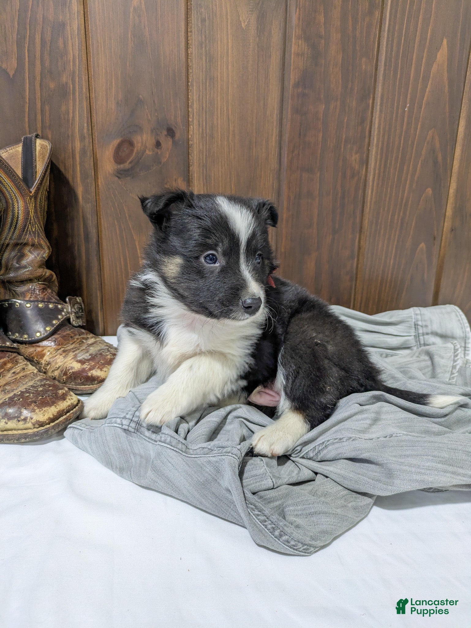 Mixed Breed dogs Hudson - Ad 1