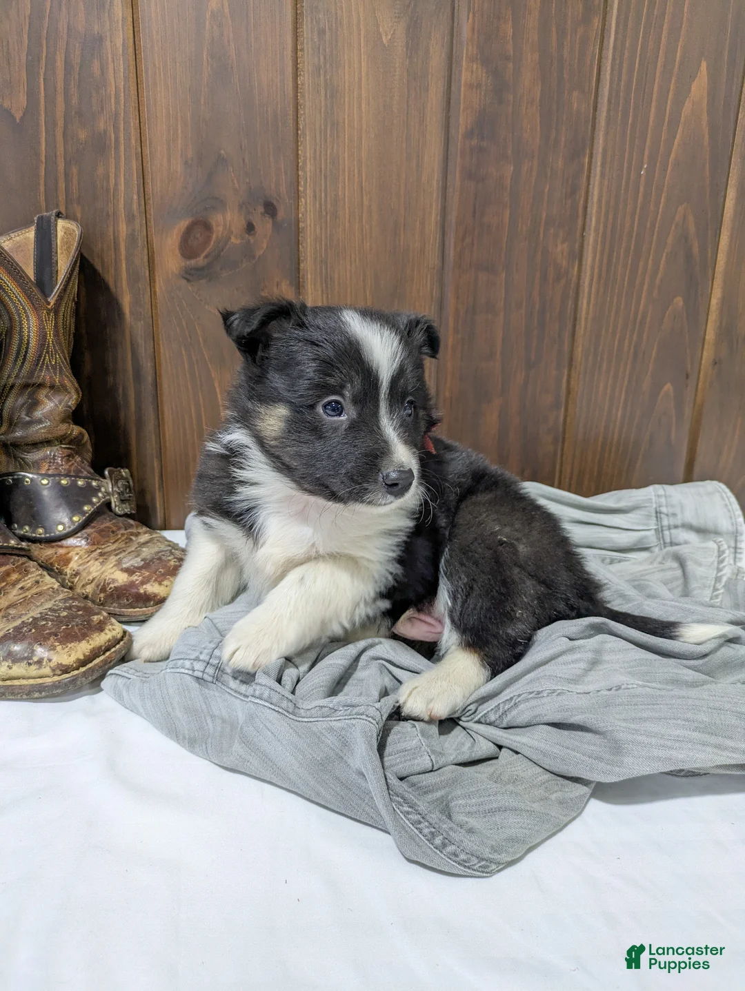 Mixed Breed dogs for sale: Hudson - Ad 1