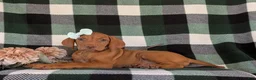 Vizsla dogs for sale: Allyce - Ad 5