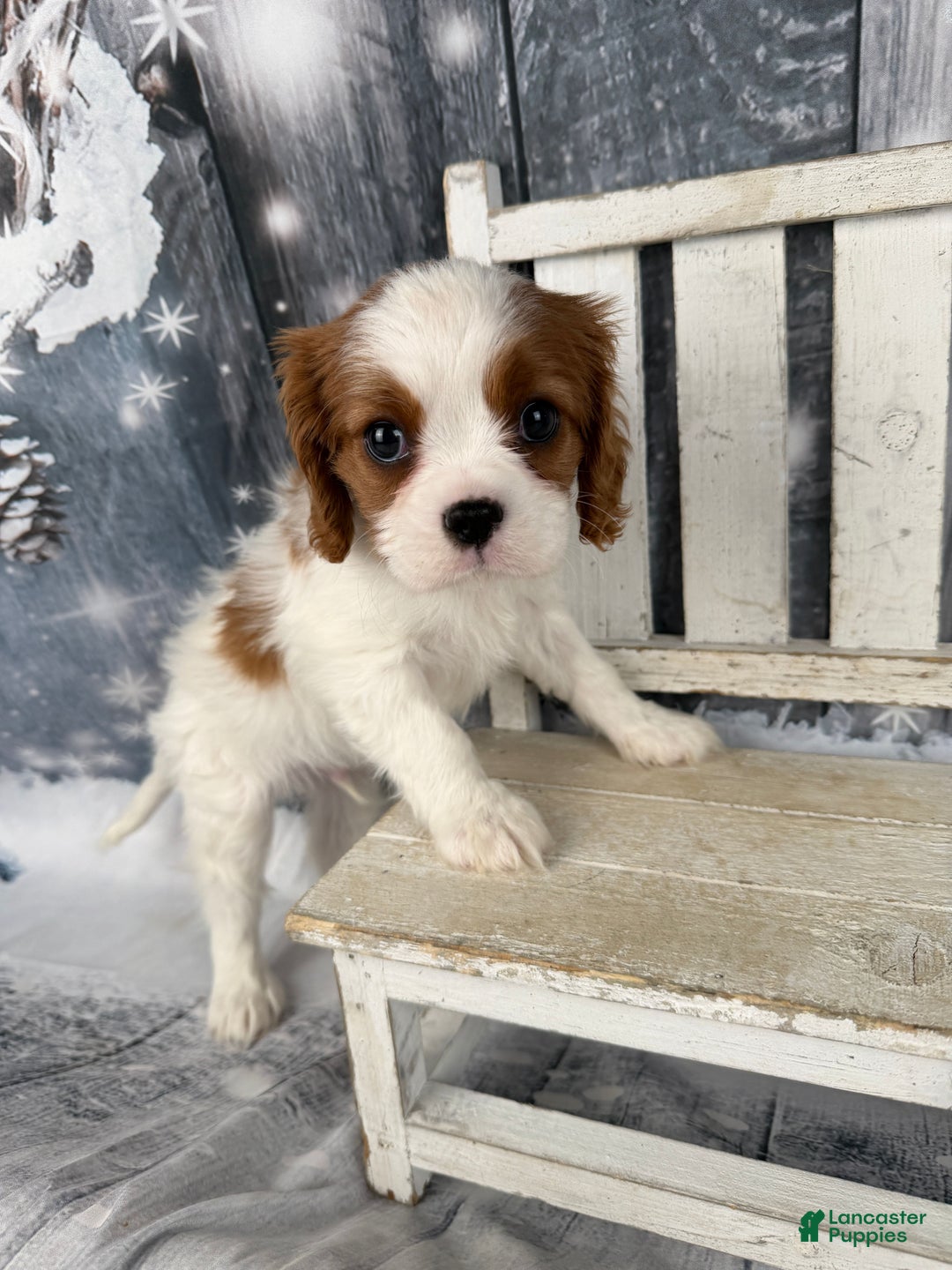 Cavalier King Charles Spaniel dogs for sale: Charlie - Ad 4