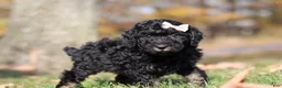 Miniature Poodle dogs for sale: Janice - Ad 5