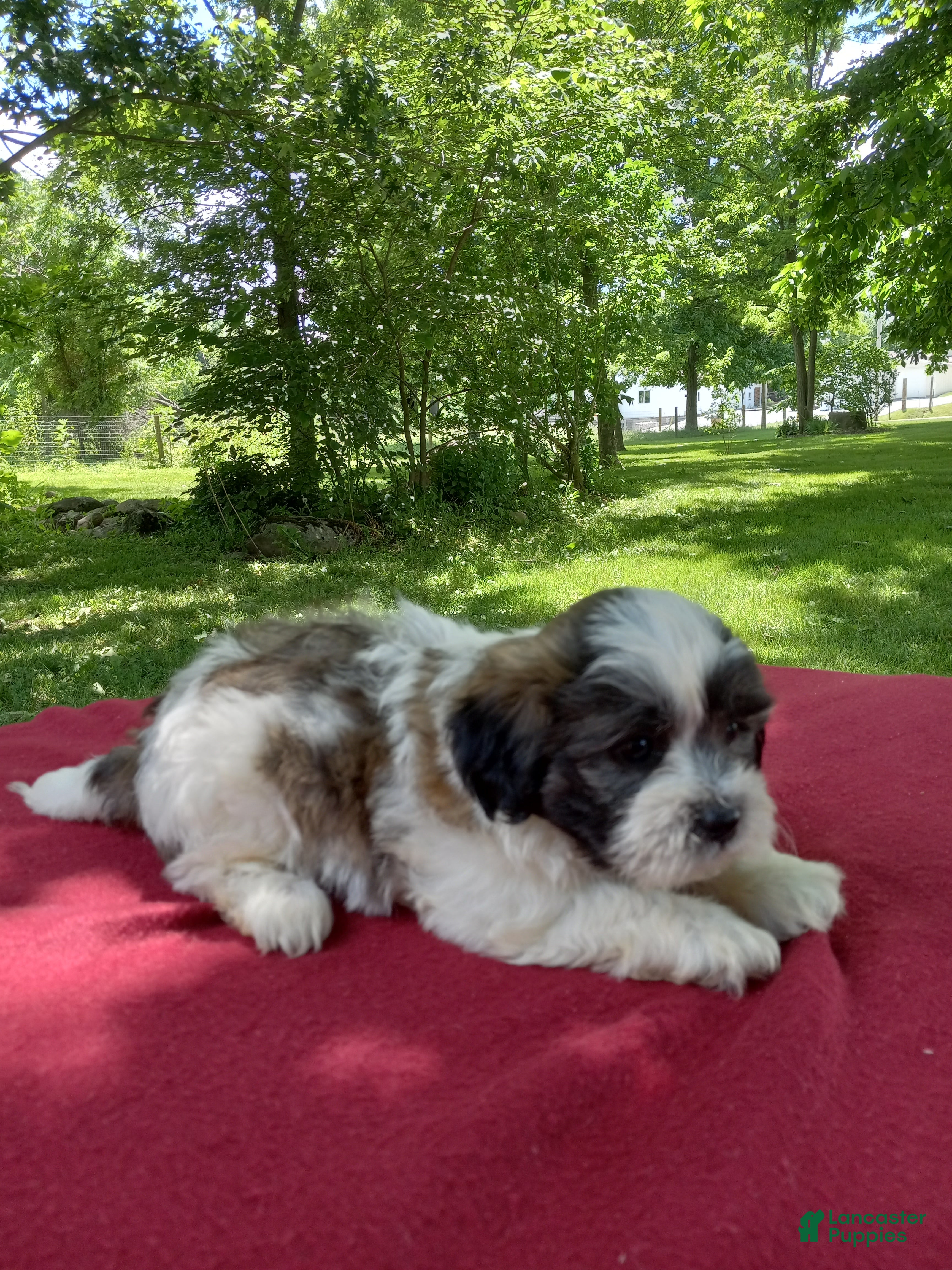 Teddy Bear dogs Rover - Ad 2