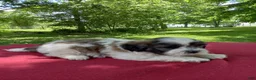 Teddy Bear dogs for sale: Rover - Ad 2
