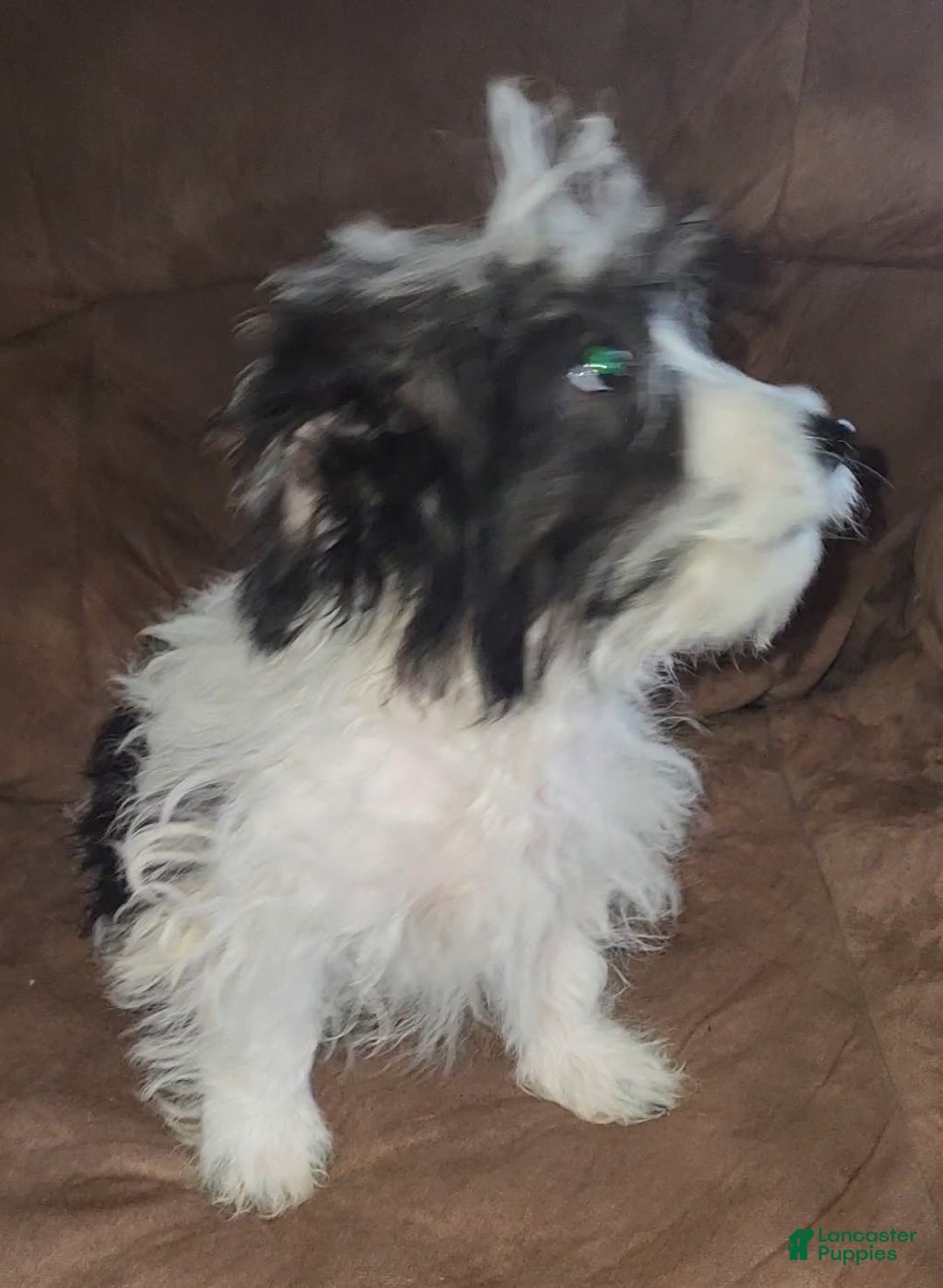 Yorkiepoo dogs for sale: Ricky - Ad 5