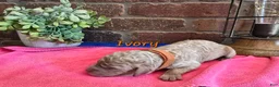 Goldendoodle dogs for sale: Mini Goldendoodle 8 - Ad 5
