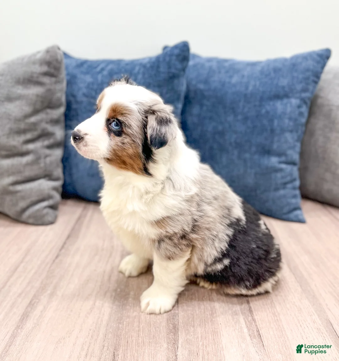 Miniature Australian Shepherd dogs for sale: Bingo - Ad 4