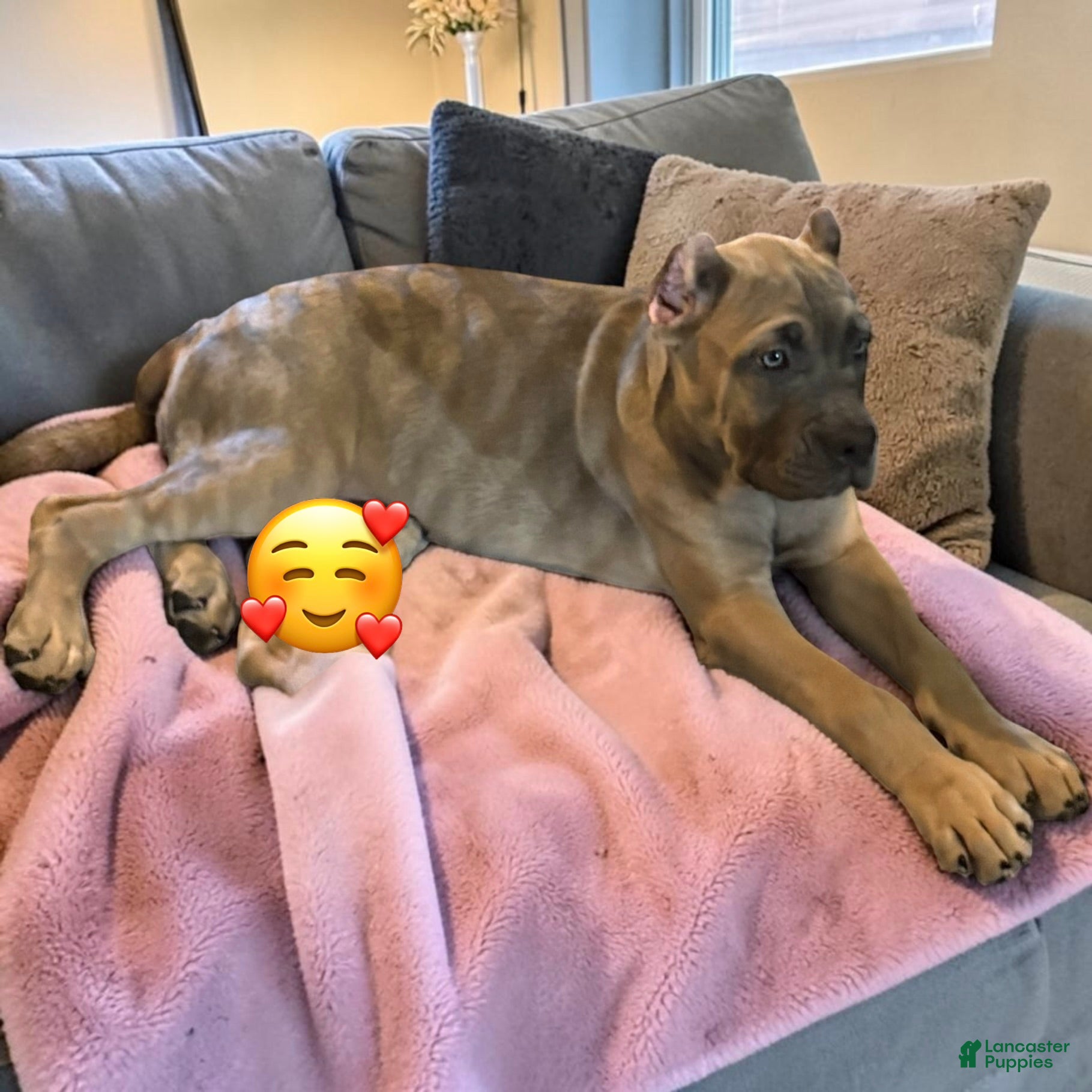 Cane Corso dogs Cane Corso gray - Ad 29