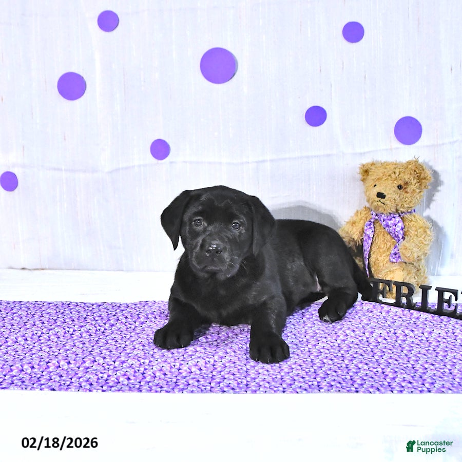 Labrador Retriever dogs Princess - Ad 1