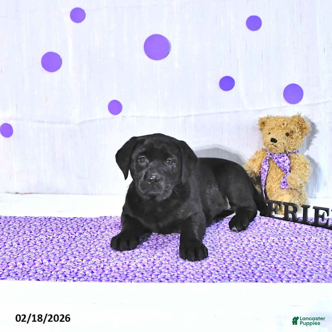Labrador Retriever dogs for sale: Princess - Ad 1