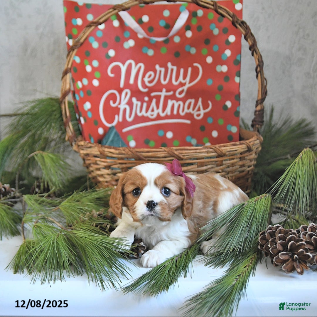 Cavalier King Charles Spaniel dogs for sale: Noelle - Ad 3