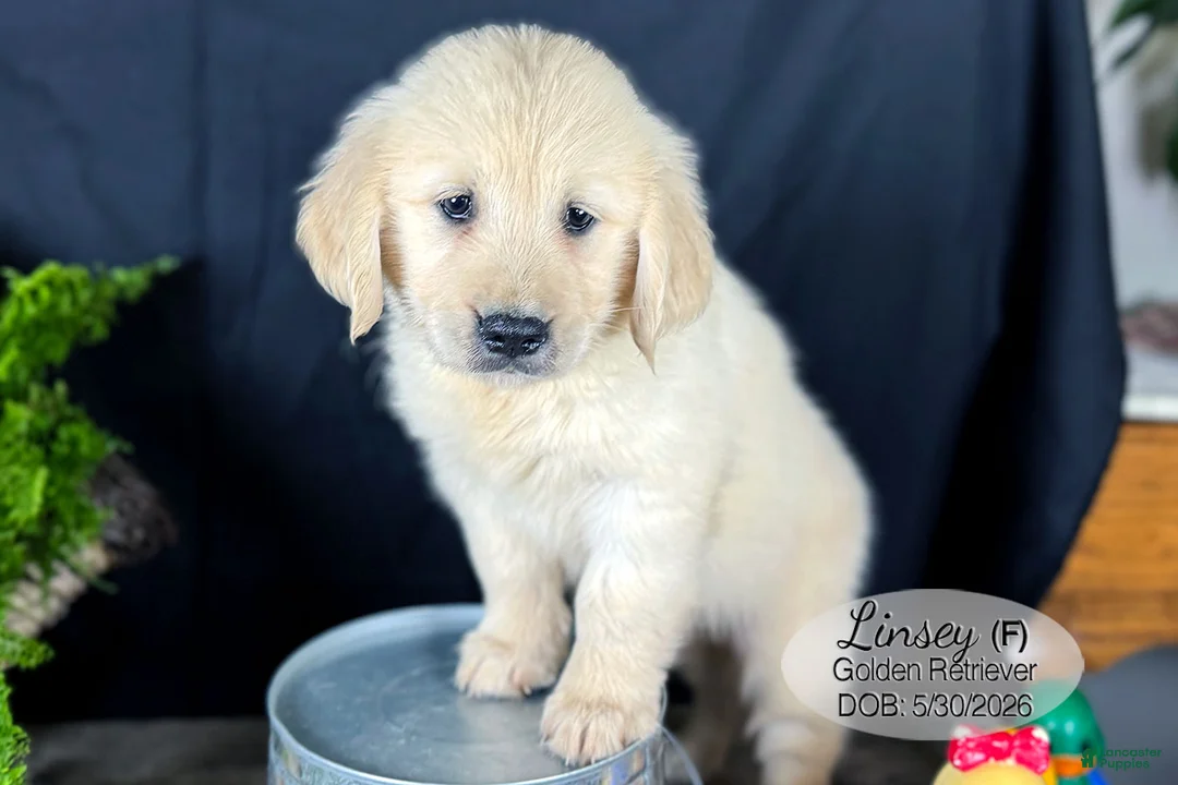 Golden Retriever dogs for sale: Linsey - Ad 1