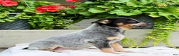 Australian Cattle Dog dogs for sale: Cody - Ad 3