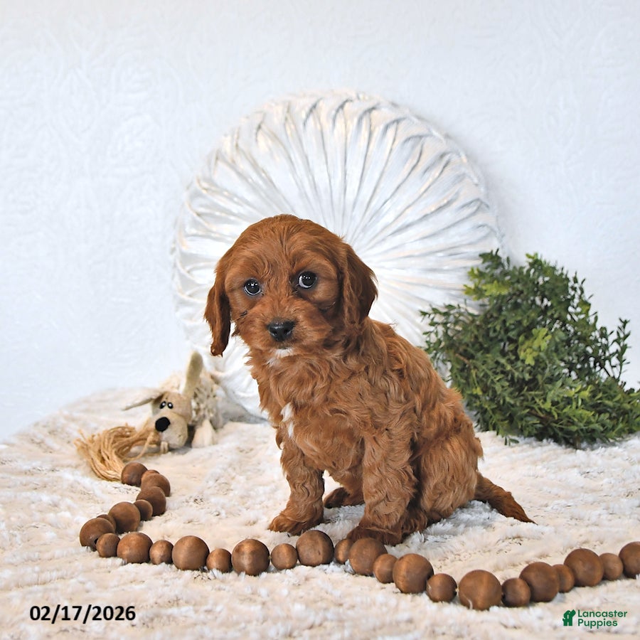 Cavapoo dogs Zander EXTRA SMALL - Ad 2