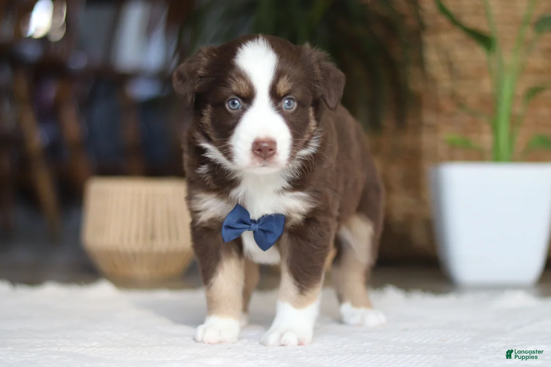 Australian Shepherd dogs for sale: Kicks - Ad 4