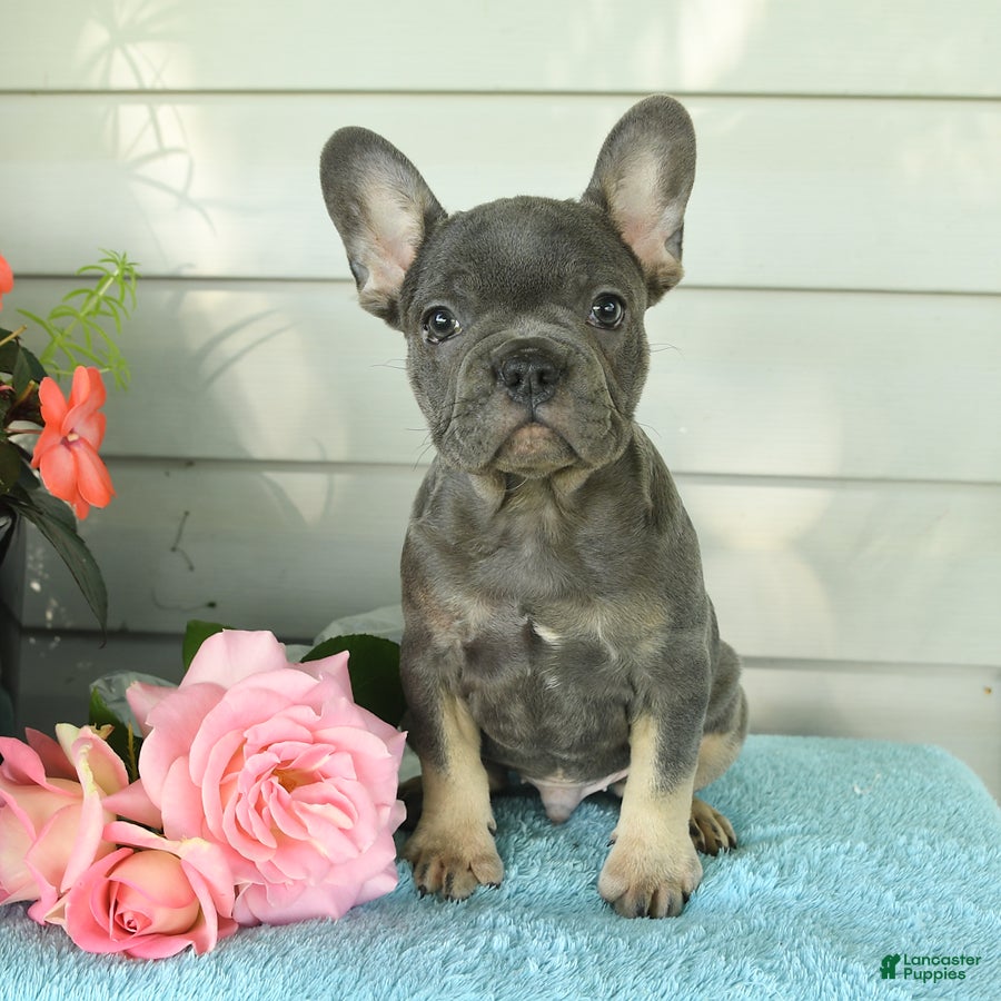 French Bulldog dogs Pepper - Ad 1