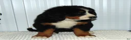 Bernese Mountain Dog dogs for sale: Callie - Ad 7