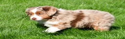 Miniature Australian Shepherd dogs for sale: Tasha - Ad 4