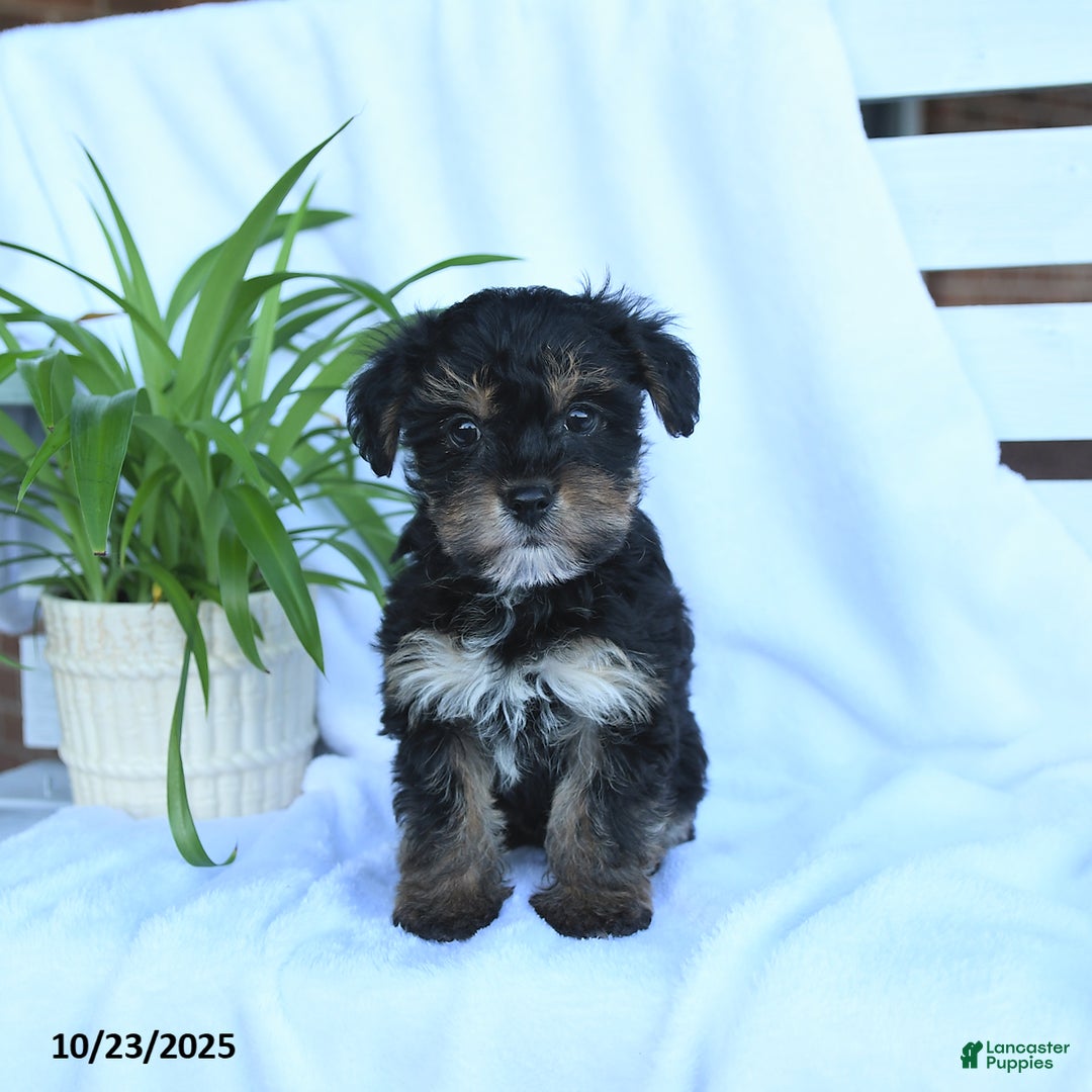 Yorkiepoo dogs for sale: Pepper - Ad 7