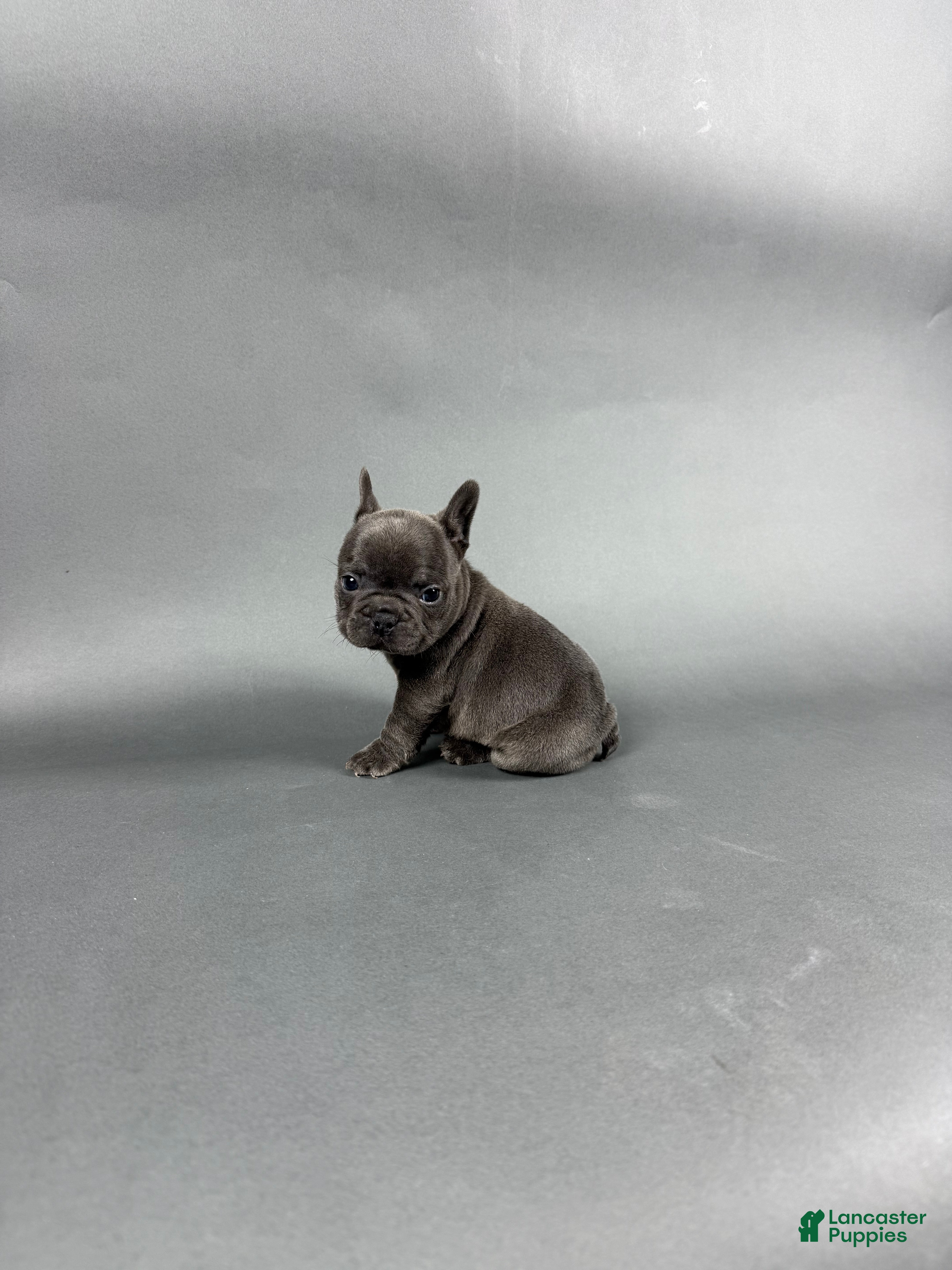 French Bulldog dogs Bentley  - Ad 10