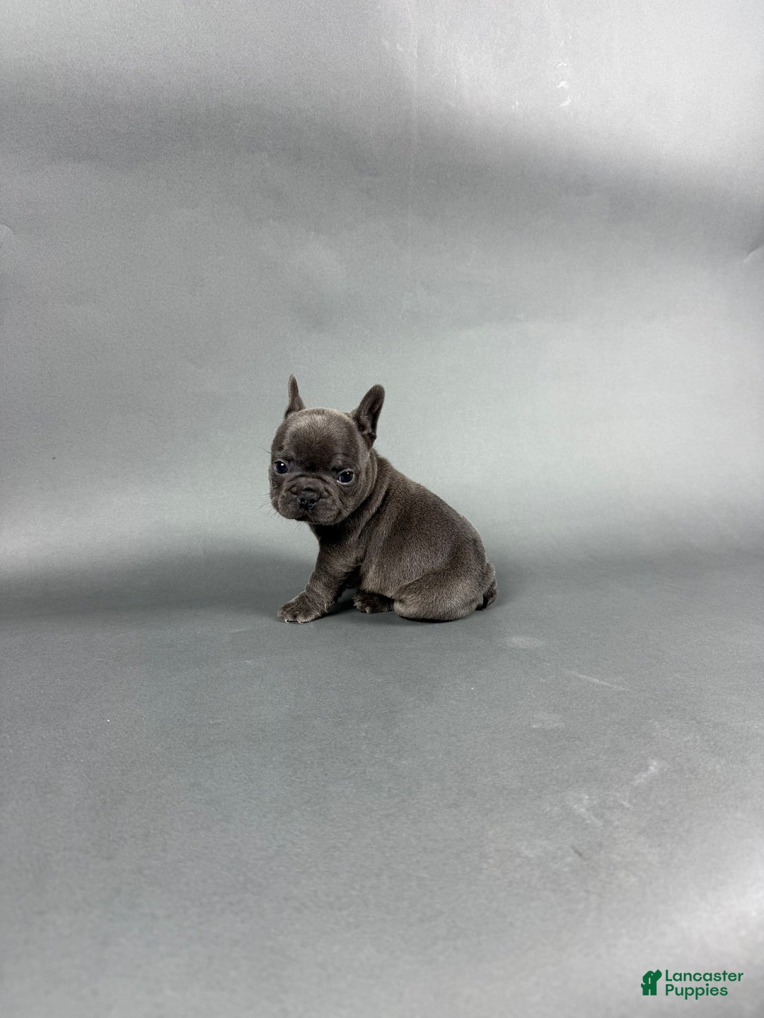 French Bulldog dogs for sale: Bentley  - Ad 1