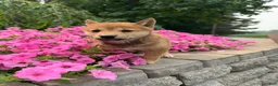 Shiba Inu dogs for sale: Shiba Inu 2 - Ad 3