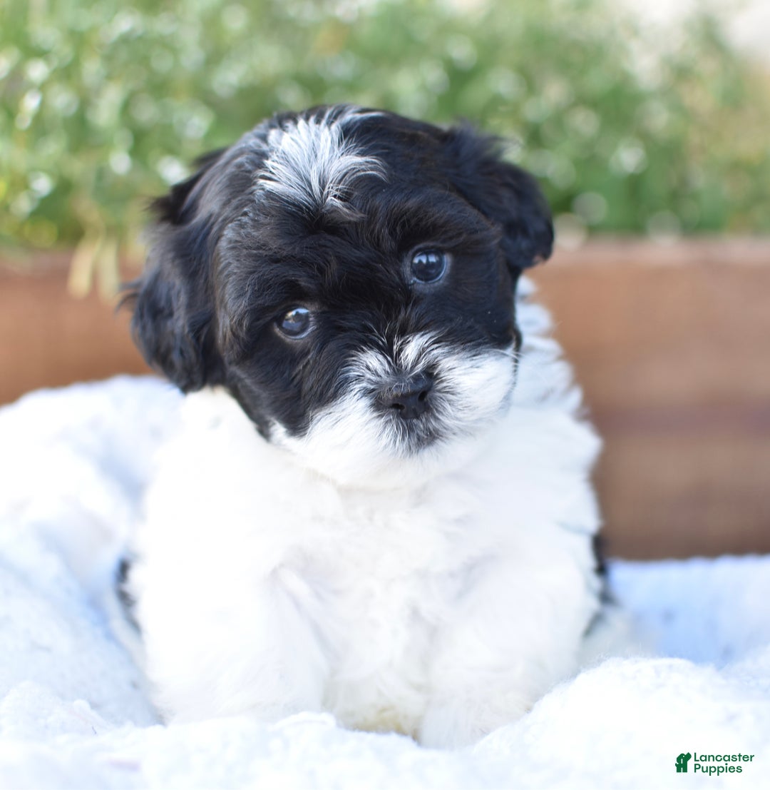 Mixed Breed dogs for sale: Oreo - Ad 1