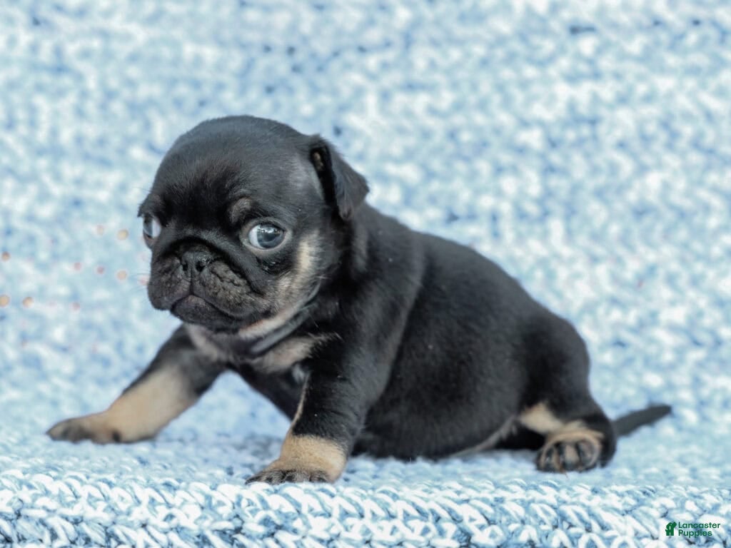 Small black Pug Puppies for sale Lancaster Puppies