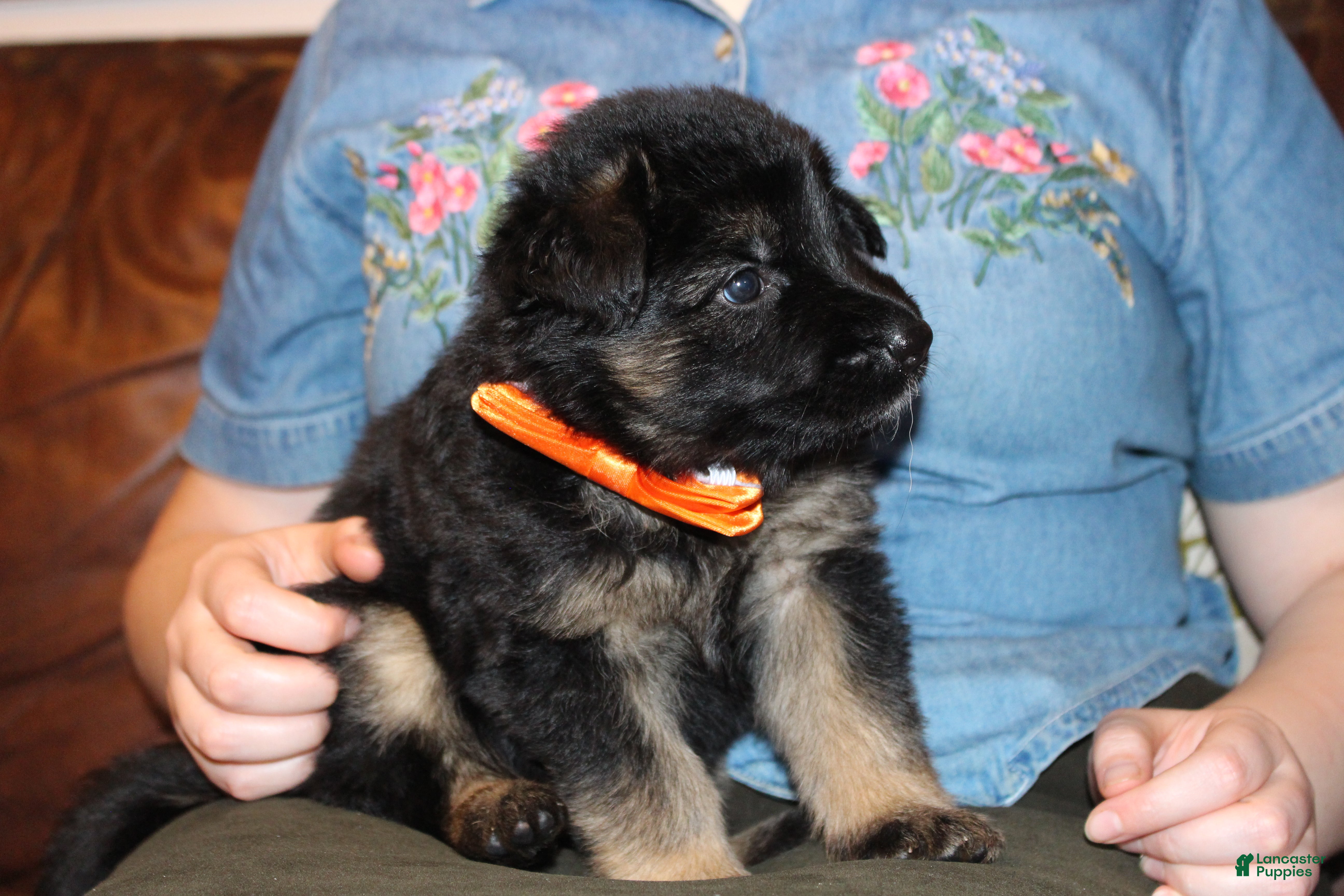 German Shepherd dogs Freida, Orange collar - Ad 2