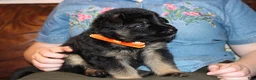 German Shepherd dogs for sale: Freida, Orange collar - Ad 2