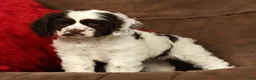 Cocker Spaniel dogs for sale: Lily - Ad 5