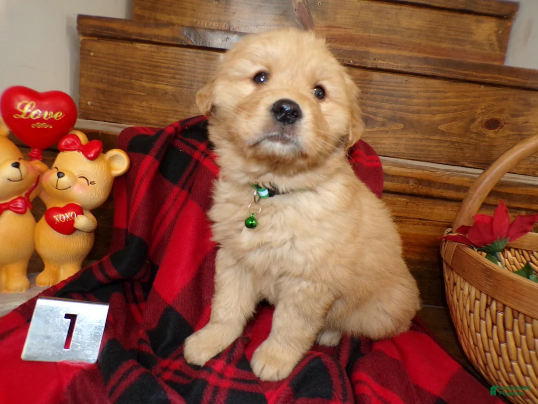 Golden Retriever dogs for sale: Golden Retriever Puppy 1 Teddy - Ad 3