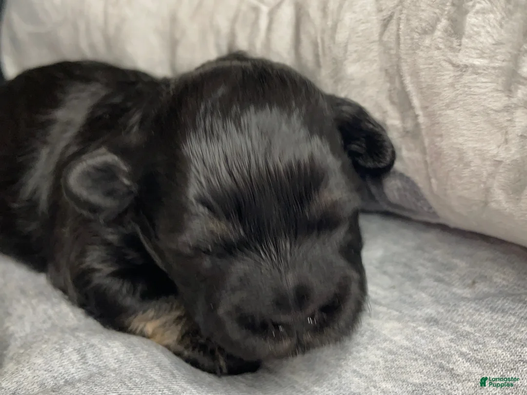 Shihpoo dogs for sale: Shihpoo 2 - Ad 2