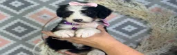 Bernedoodle dogs for sale: Ingrid - Ad 5
