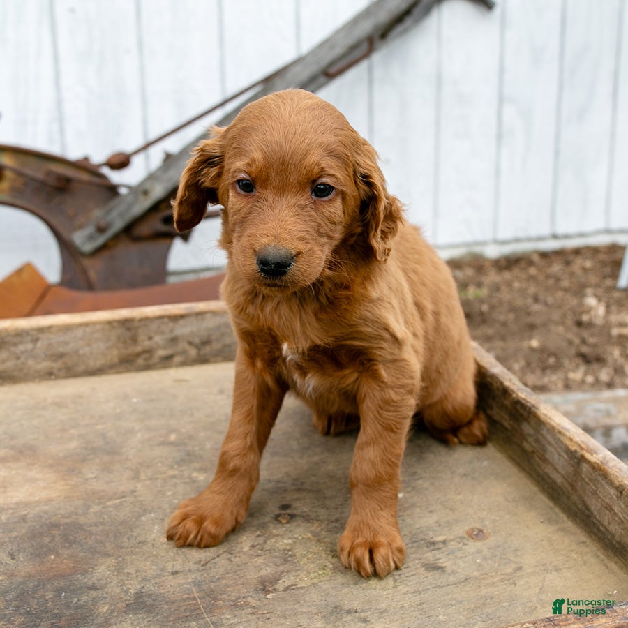 Goldendoodle dogs Roxy - Ad 19