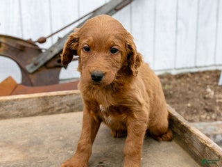 Goldendoodle dogs Roxy - Ad 15