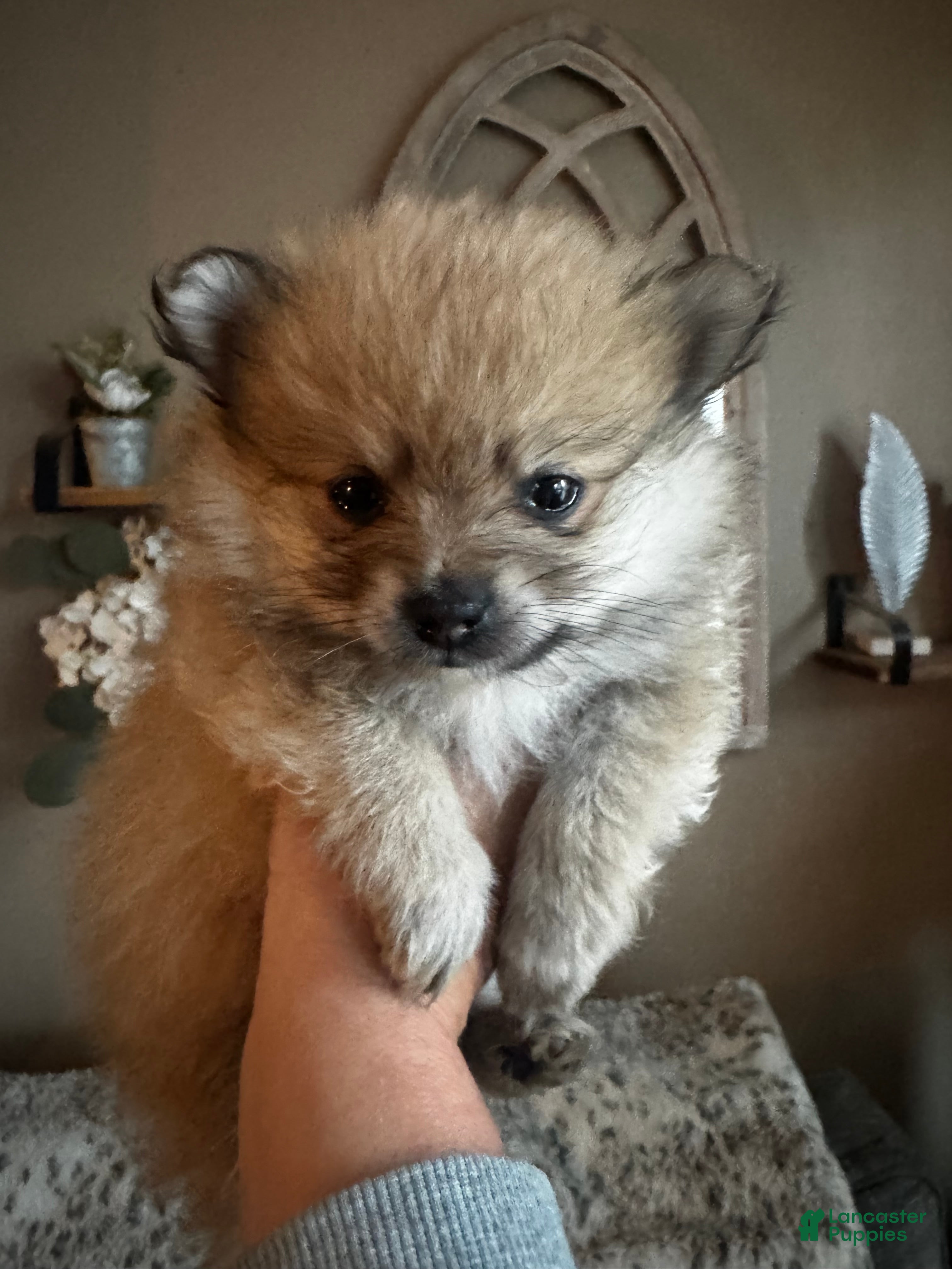 Pomeranian dogs Clover - Ad 1