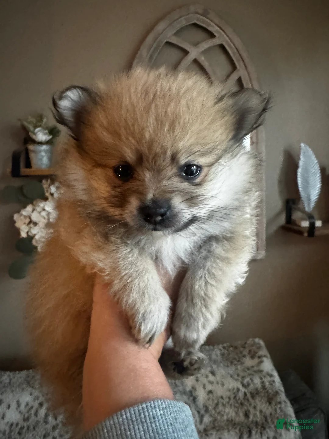 Pomeranian dogs for sale: Clover - Ad 1