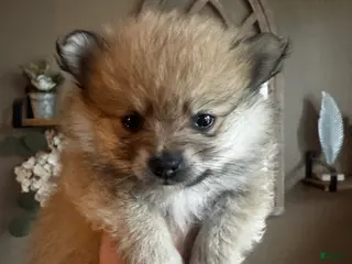 Pomeranian dogs for sale: Clover - Ad 4