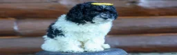 Cavapoo dogs for sale: Gracie  - Ad 17