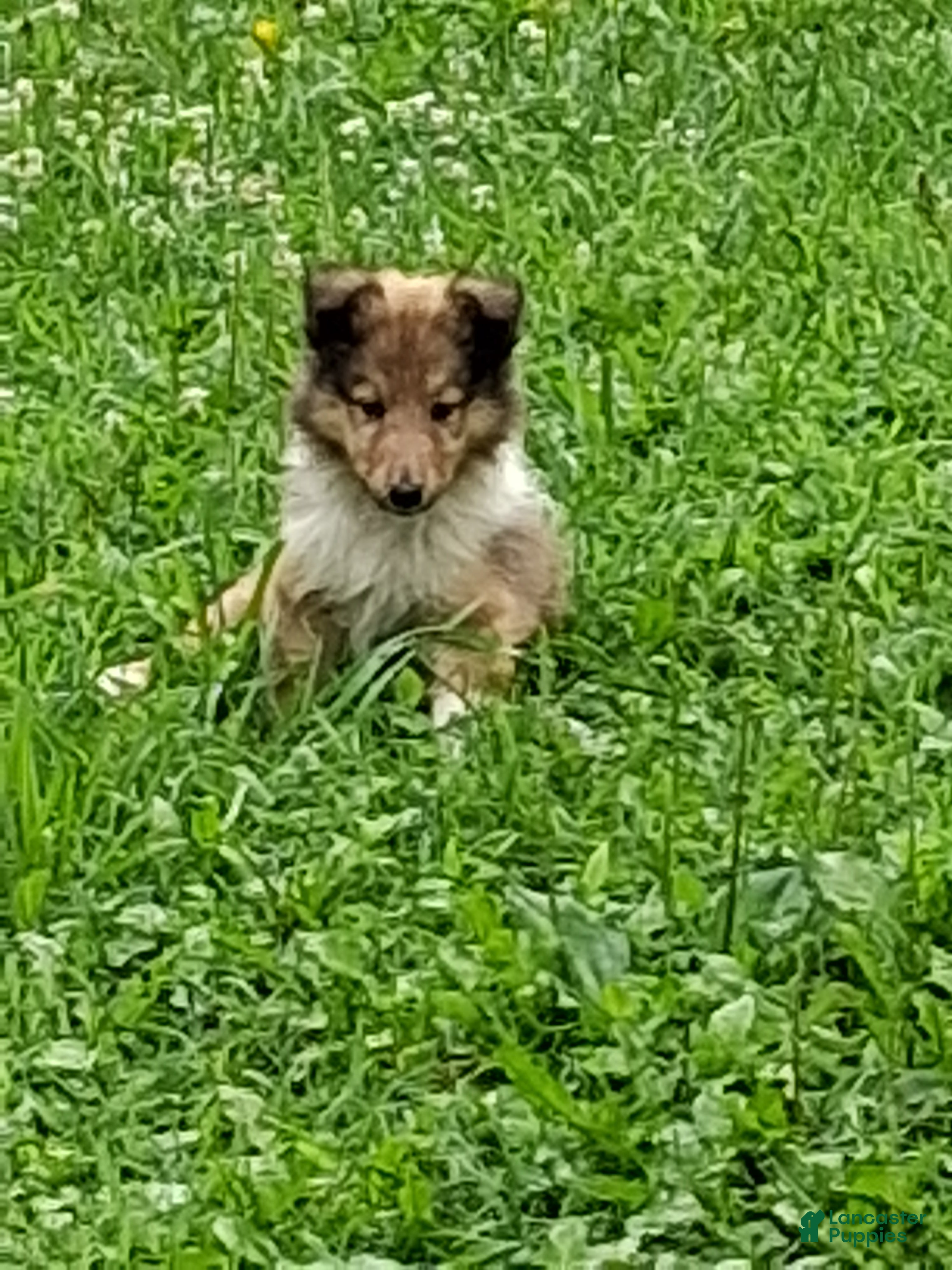 Collie dogs Reef - Ad 1