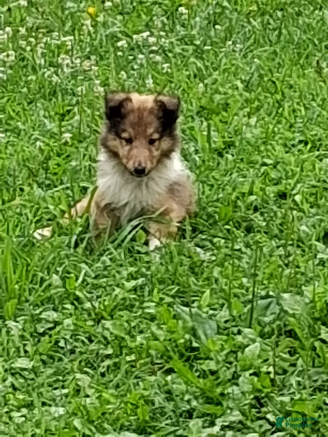 Collie dogs for sale: Reef - Ad 1