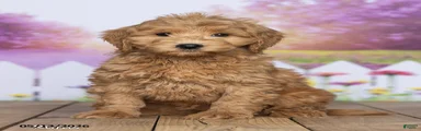 Rufus