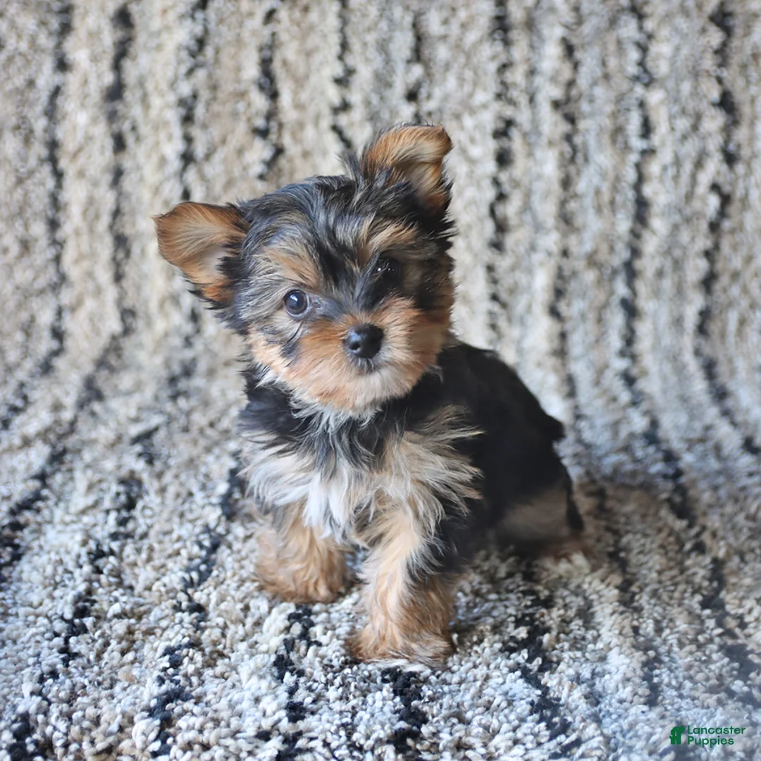 Yorkshire Terrier dogs for sale: Ivy - Ad 1