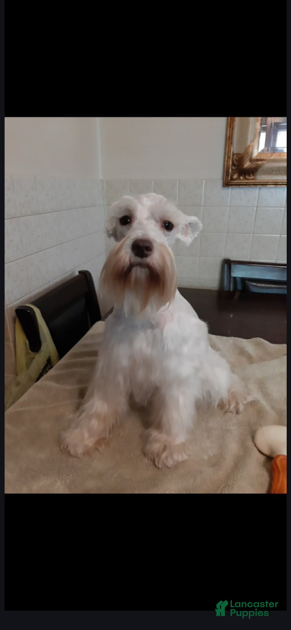 Miniature Schnauzer dogs for sale: Miniature Schnauzer Puppy 1 - Ad 7