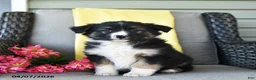 Australian Shepherd dogs for sale: Raider - Ad 1